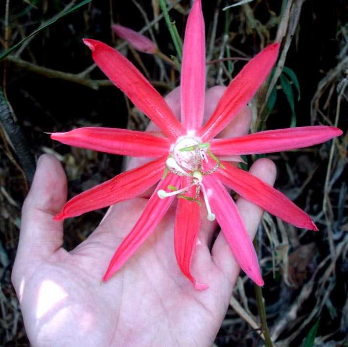 Forest flower.jpg